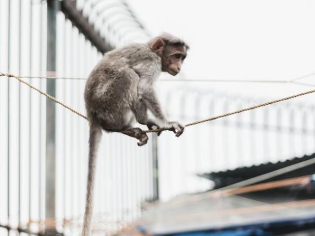 Phi thường - kỳ quặc - Người đàn ông bị khỉ ném gạch tử vong