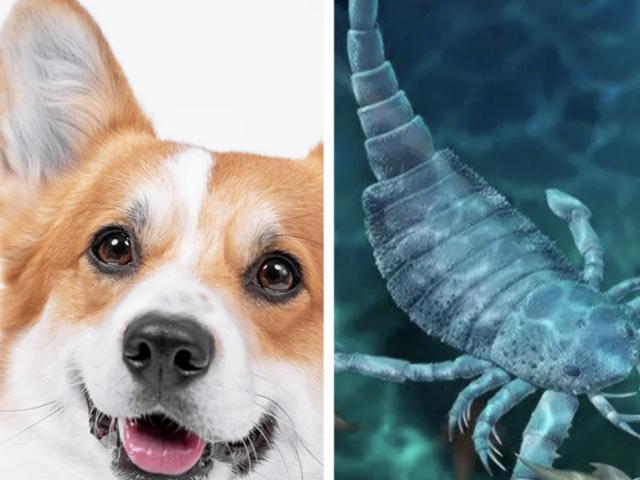 Thế giới - TQ: Phát hiện về bọ cạp biển khổng lồ đáng sợ thời cổ đại, to bằng chó corgi