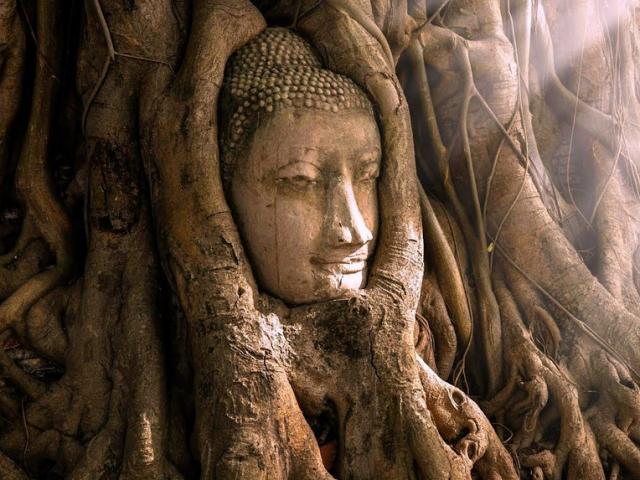Du lịch - Đâu là nơi có bức tượng mặt phật 700 tuổi ẩn trong rễ cây?