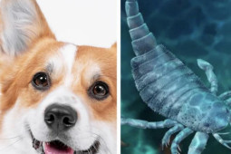 Thế giới - TQ: Phát hiện về bọ cạp biển khổng lồ đáng sợ thời cổ đại, to bằng chó corgi