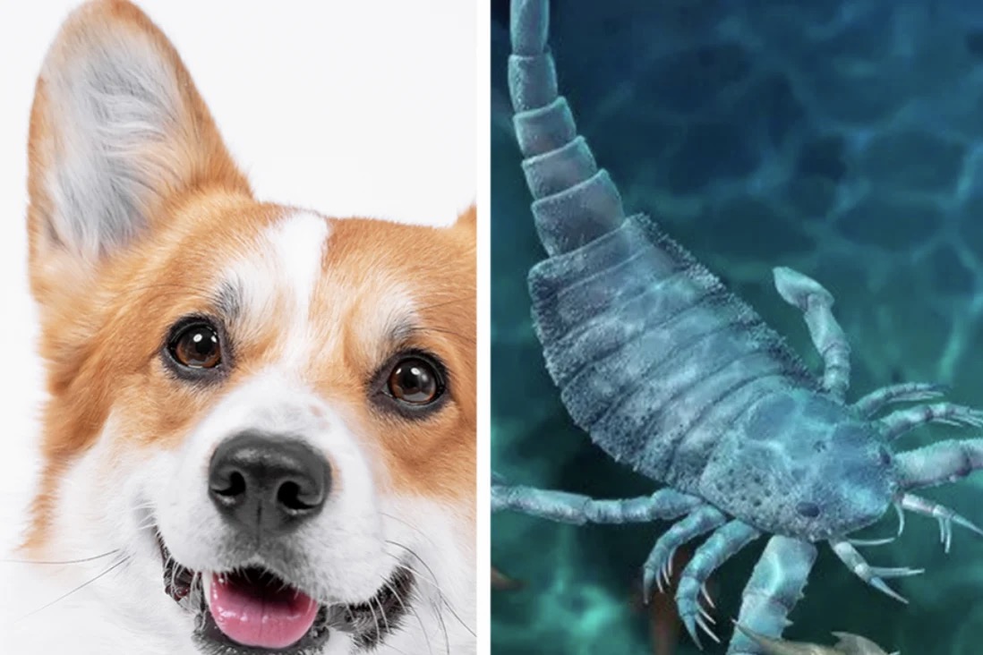 Bọ cạp biển thời cổ đại to lớn tương đương chó corgi.