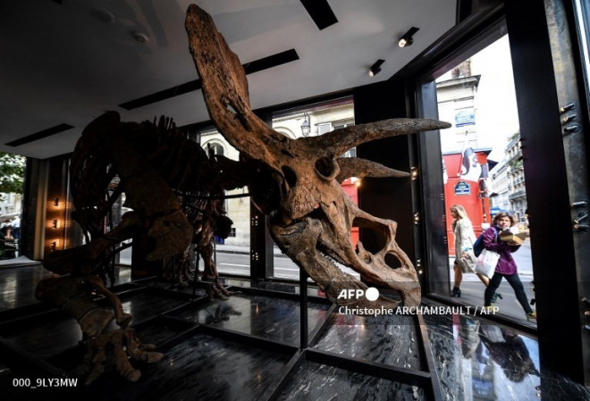 Con khủng long 3 sừng này được cho là từng sống ở Nam Dakota, Mỹ. Ảnh: AFP.