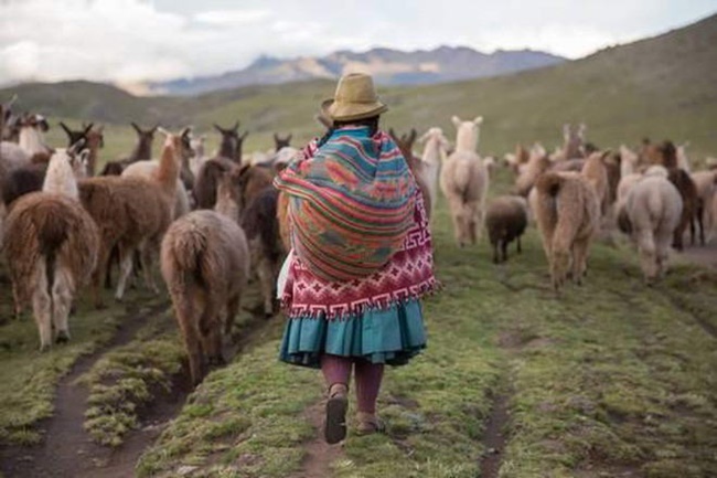 Việc bảo tồn lạc đà vicuna - biểu tượng quốc gia vẫn được Peru chú trọng đến ngày nay.
