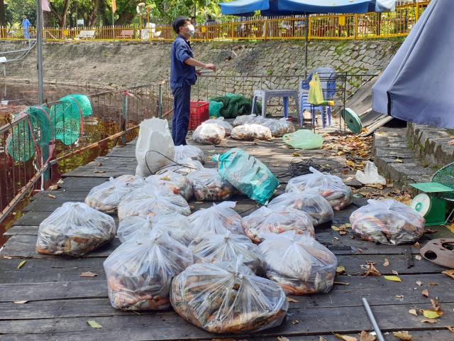 Tin tức trong ngày - TP.HCM: Cả tấn cá chết ở hồ trong công viên Hoàng Văn Thụ