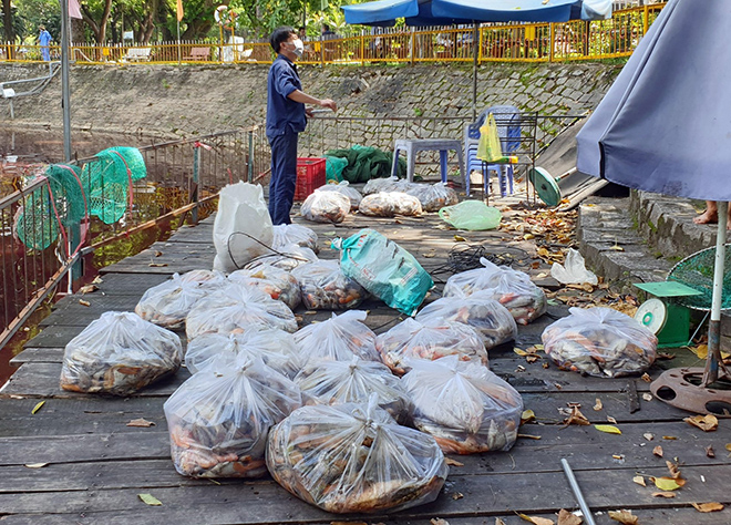 Cá chết sau khi được vớt cho vào các túi nilon, nặng từ 15-20kg, ước lượng cả tấn cá chết. 