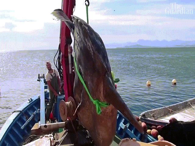 Thế giới - Video: Tận mắt chứng kiến cá mặt trời khổng lồ nặng 2 tấn, cần tới cần cẩu nâng