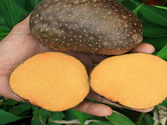 Thị trường - Tiêu dùng - Kì lạ giống khoai củ mọc trên thân, ăn thử lại càng "hết hồn" với mùi vị