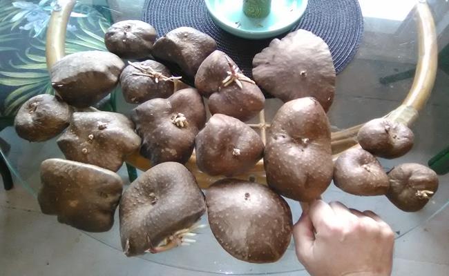 Khoai tây dây leo sinh trưởng rất nhanh, khoảng trên 20cm mỗi ngày. Mỗi cây có thể leo cao tới 30 mét.
