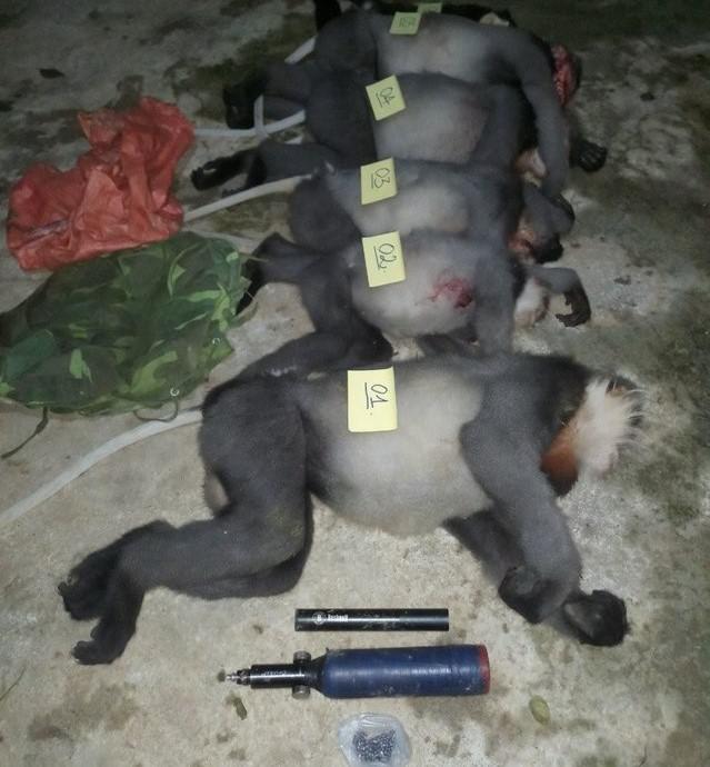 5 con voọc chà vá châm xám bị bắn chết. Ảnh: Kiểm lâm Ba Tơ
