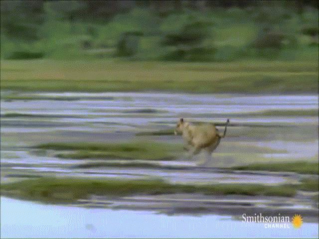 Phi thường - kỳ quặc - Video: Bị sư tử truy sát, linh dương con thoát chết ngoạn mục nhờ vũ khí đặc biệt