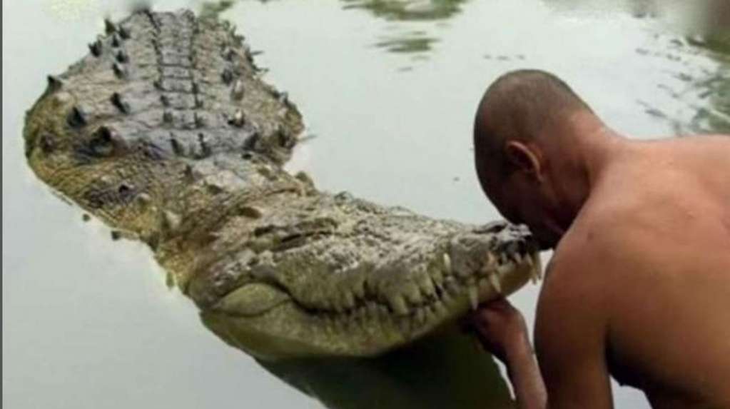 Cá sấu Babiya giao tiếp với một nhà sư trong đền Ananthapadmanabha Swamy Lake (ảnh: India Express)