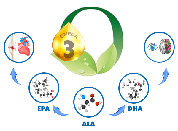 Mẹ cần biết: Sự thật không ngờ về DHA động vật và DHA thực vật - 2