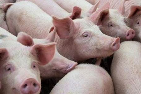 Giá lợn hơi hồi phục nhanh trở lại: Nên bán hay tiếp tục chờ tăng giá?