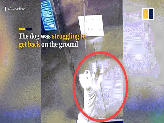 Phi thường - kỳ quặc - Video: Chú chó tự mò vào thang máy và bị "treo cổ"