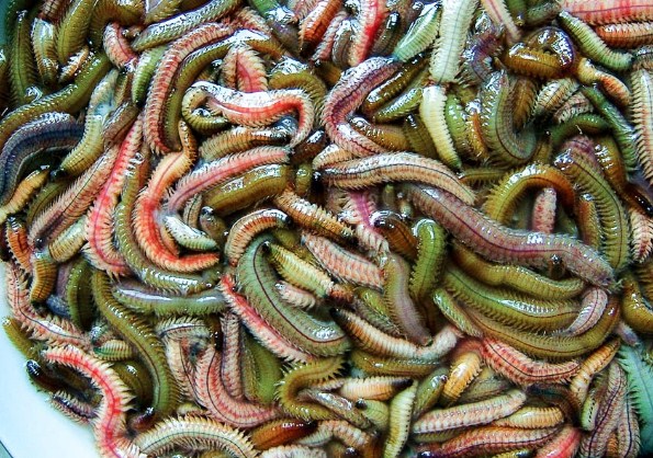 Món chả rươi ngon điều tiên quyết là phải mua được rươi tươi. Ảnh minh họa.