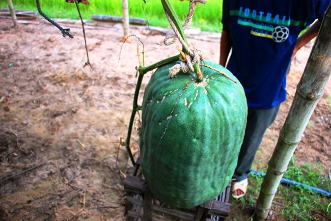 Với trọng lượng 30-60kg mỗi trái, người dân trồng phải "mắc võng" đỡ cho chúng không bị rơi xuống.
