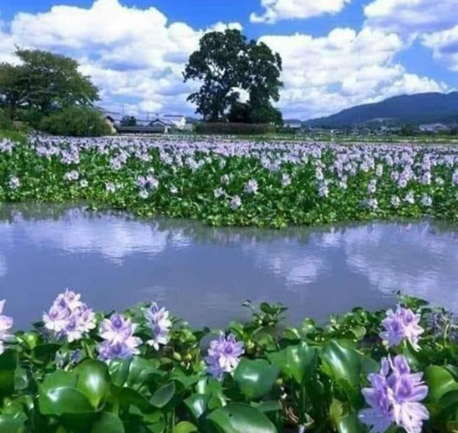 Thứ cây xưa nuôi lợn, giờ thành thứ rau có mặt trong nhiều món ăn ngon ở Đồng bằng sông Cửu Long. Ảnh minh họa.