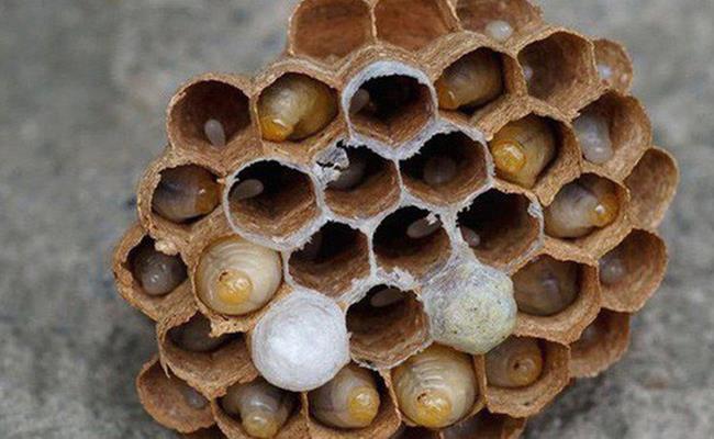 Tới khi tổ ong phát triển tới kích cỡ đủ lớn, người nuôi sẽ đưa ong chúa cùng ong thợ sang tổ mới để tiện khai thác tổ ong cũ.
