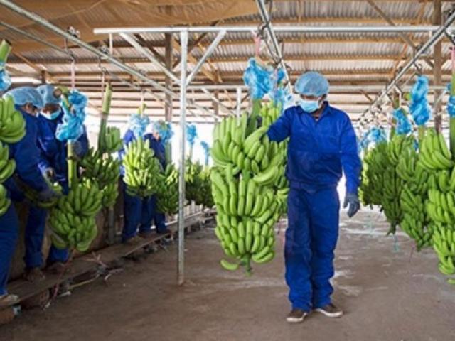 Kinh doanh - 9 tháng tỷ phú Trần Bá Dương "cầm lái", HAGL Agrico vẫn lỗ