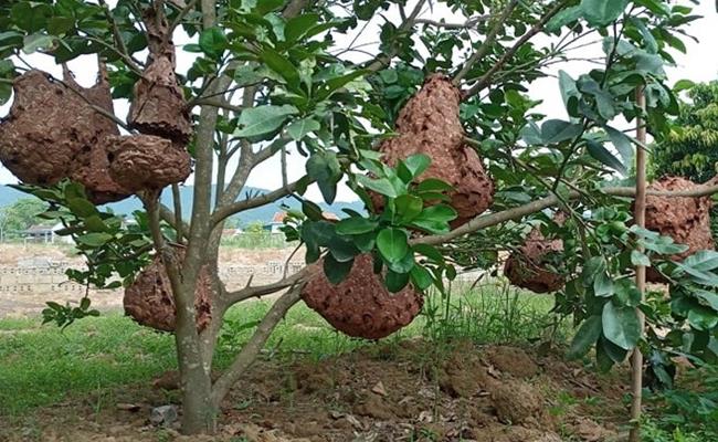 Để có tổ ong, “thợ săn” tìm bắt những tổ còn nhỏ ở ngoài tự nhiên, sau đó mang về treo nuôi ở vườn nhà. Chỉ sau 2-3 tháng, tổ ong đã nặng từ 2-3kg, cho thu hoạch từ 1-1,5kg nhộng.
