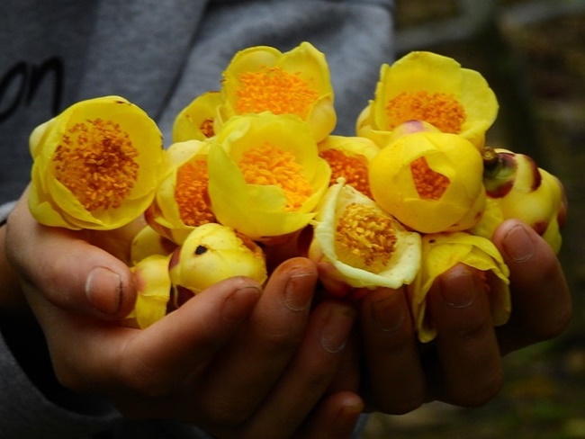 Cây trà hoa vàng là cây dược liệu quý, các bộ phận trên cây từ ngọn tới lá đều có thể điều chế làm thuốc chữa bệnh cho nên chúng rất có giá trị. 
