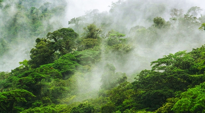 10 khu rừng đẹp nhất thế giới cứ ngỡ chỉ có trong truyện cổ tích - 9