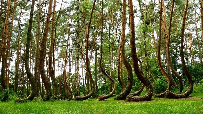 10 khu rừng đẹp nhất thế giới cứ ngỡ chỉ có trong truyện cổ tích - 10