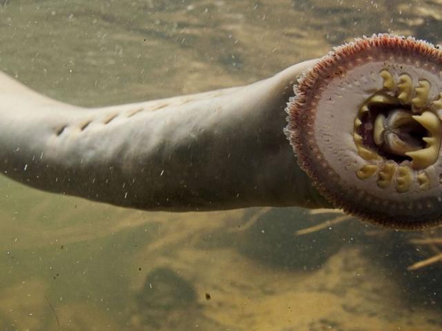 Thế giới - Tìm ra "khủng long sống" chuyên hút máu tưởng đã tuyệt chủng