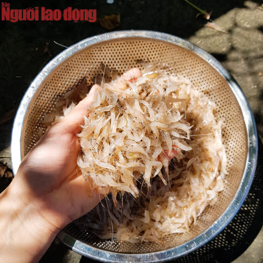 Tép đồng lúc mới mua về còn nhảy tanh tách