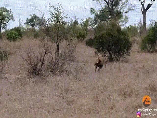 Phi thường - kỳ quặc - Video: Báo đốm bị linh cẩu đuổi "thừa sống thiếu chết", là mồi ngon hay thoát chết?