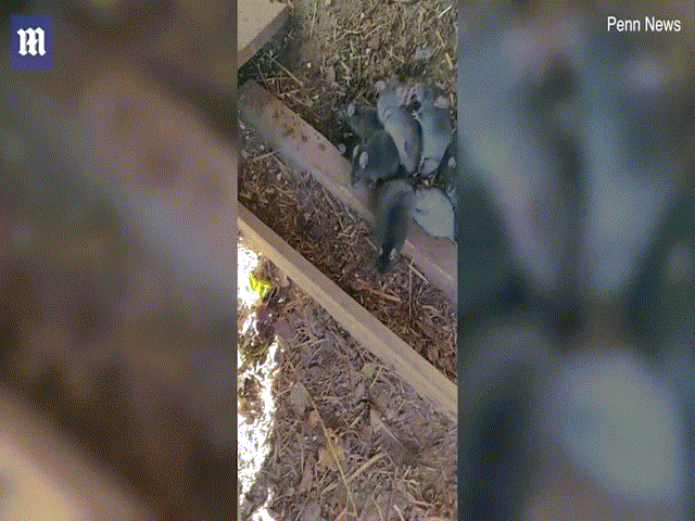 Thế giới - Video: "Vua chuột" xuất hiện, dân quốc gia Bắc Âu lo "điềm báo" tai họa