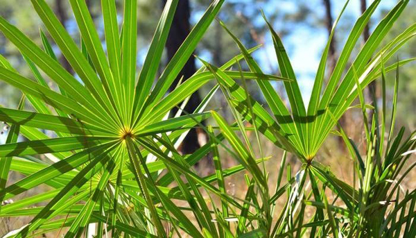 Cọ lùn – Loại thảo dược nổi tiếng phương Tây giúp cải thiện tiểu đêm, tiểu nhiều lần