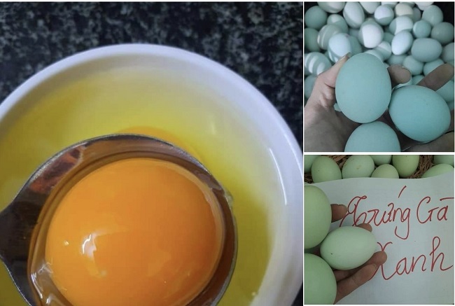 Trứng gà có vỏ màu xanh được rao bán đắt gấp 2-3 lần trứng gà thông thường.