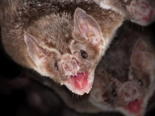 Media - Dơi "ma cà rồng" và những sự thật có thể bạn chưa biết