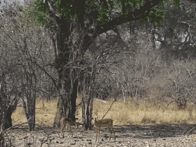 Media - "Tử thần" từ trên cây lao xuống đoạt mạng linh dương trong nháy mắt