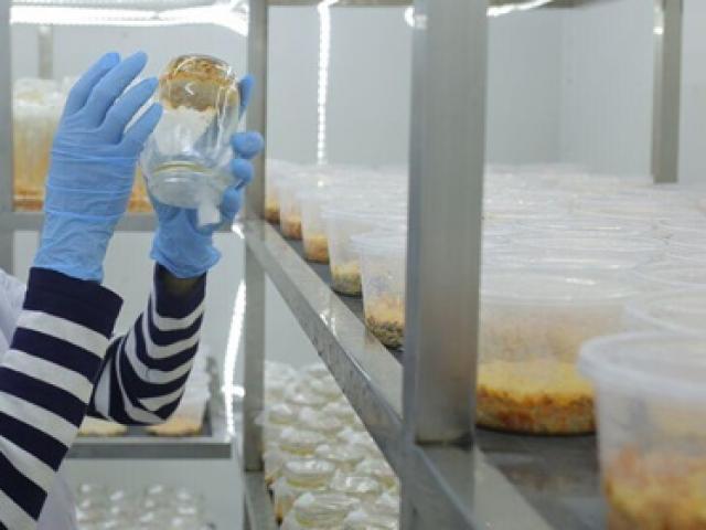 Thị trường - Tiêu dùng - Lạ lùng thứ nửa cây nửa con, ở Việt Nam trồng kiếm tiền triệu mỗi kg