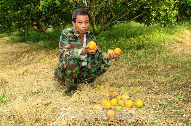 “Cam đã chín bói, gia đình muốn bán để vớt vát công chăm sóc, nhưng không ai mua, dù giá chỉ 5.000 đồng/kg. Năm nay ảnh hưởng của dịch COVID-19, khiến cam khó tiêu thụ. Nếu không bán kịp cam sẽ rụng hết”, ông Biên chia sẻ.