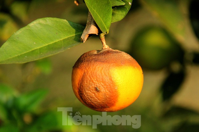 Cam thối ngay trên cành