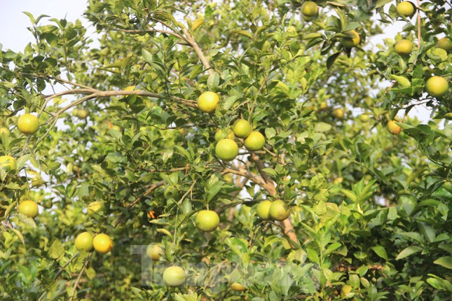 Hiện toàn tỉnh Nghệ An có khoảng 5.300 ha cam, trong đó, có gần 3.500 ha cho thu hoạch. Dù sắp vào chính vụ thu hoạch nhưng người trồng cam ở các huyện Tân Kỳ, Anh Sơn, Quỳ Hợp, Nghĩa Đàn… kém vui vì cam rụng quả hàng loạt, nhiều hộ mất trắng.
