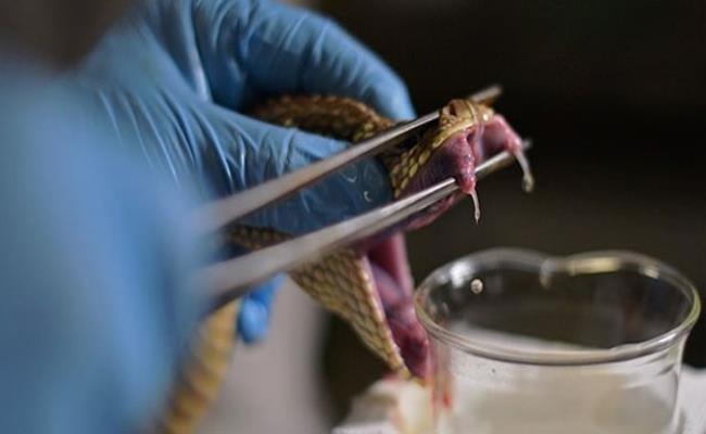 Đầu tiên là nghề lấy nọc rắn, đây là 1 trong những nghề nghiệp nguy hiểm nhất thế giới. 
