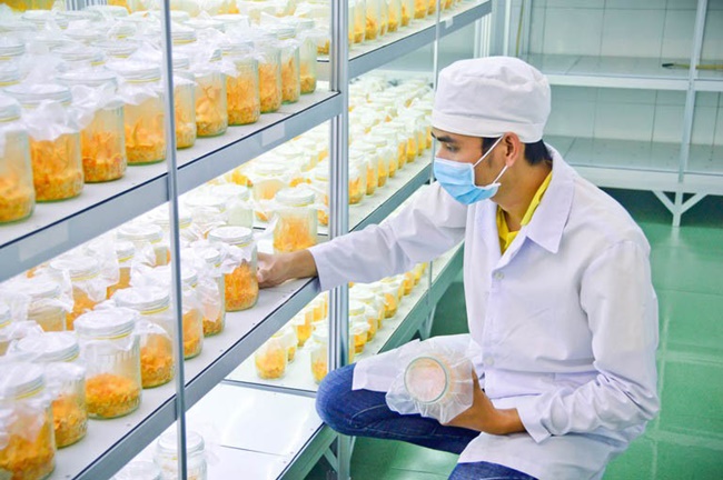 Nơi để nuôi cấy đông trùng hạ thảo phải đảm bảo về nhiệt độ, độ ẩm, ánh sáng.

