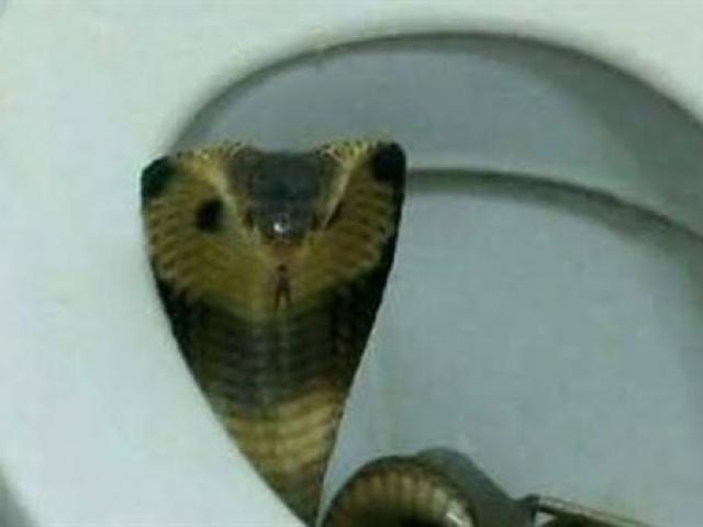 Phi thường - kỳ quặc - Người đầu tiên trên thế giới bị rắn hổ mang Ai Cập cắn trúng "chỗ hiểm"