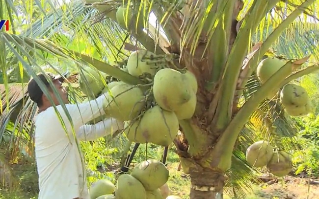 Tại Việt Nam, giá bán dừa sáp cũng dao động từ 250.000 đồng - 300.000 đồng/quả hoặc cao hơn nữa.
