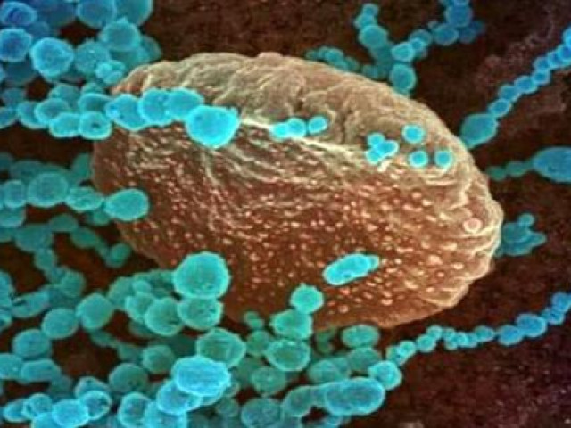 Thế giới - Phát hiện virus corona mới lây nhiễm sang người