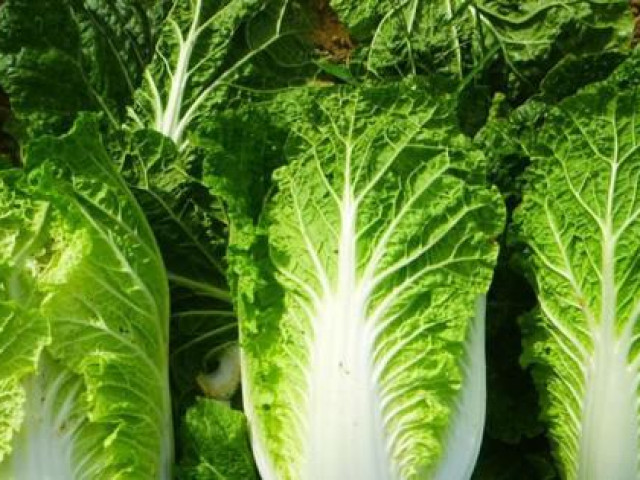Ẩm thực - Những người "đại kỵ" với cải thảo, thèm đến mấy cũng đừng nên ăn