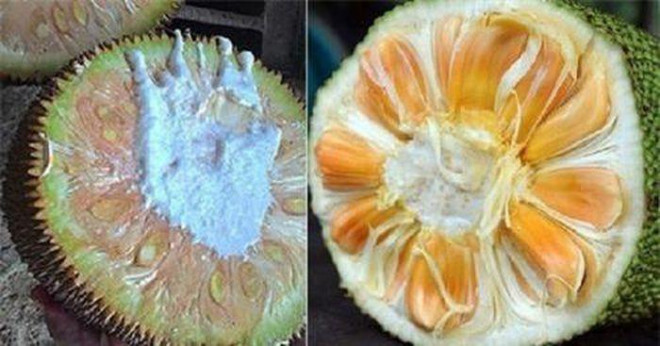 Bạn có thể quan sát mủ (nhựa) của quả mít để phân biệt quả chín ép và quả chín tự nhiên.&nbsp;Ảnh minh họa.