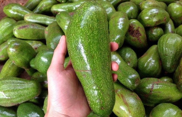 Bơ là một trong những loại quả dễ bị ngâm hóa chất. Ảnh minh họa.