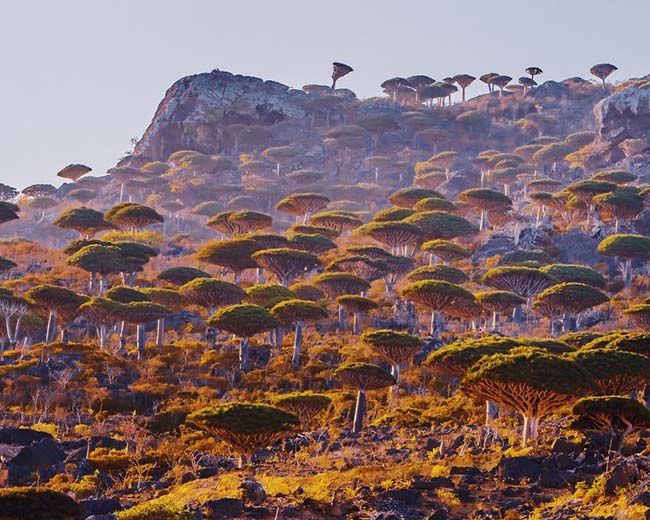 Vì sự đặc biệt này, đảo Socotra được UNESCO công nhận là di sản văn hóa thế giới.
