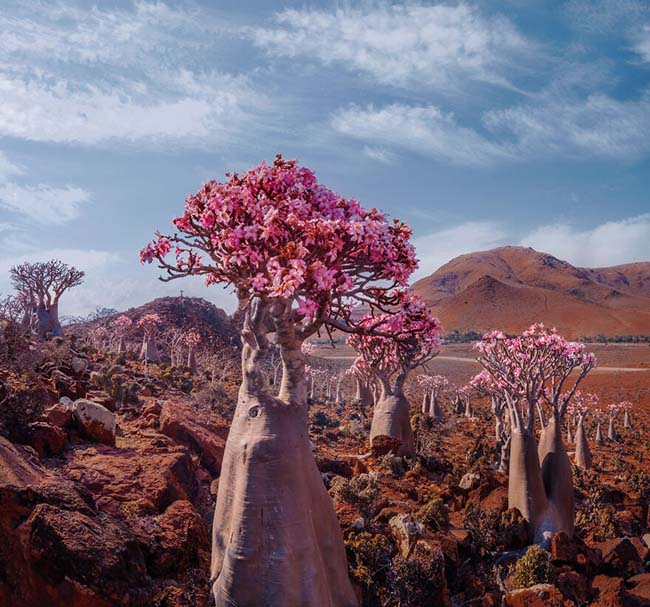 Cây Dragon’s Blood là biểu tượng của đảo Socotra, nó trông giống như một cây nấm hoặc chiếc ô khổng lồ.
