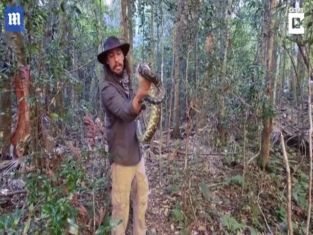 Phi thường - kỳ quặc - Video: Chuẩn bị thả trăn về rừng, không ngờ lĩnh trọn cú đớp "tồi tệ nhất đời"